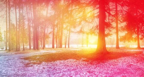 Spring landscape the setting sun the spring the forest comes the snow melts a 스톡 사진