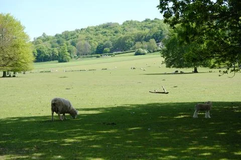 Spring landscape with sheep and  trees Stock-Fotos