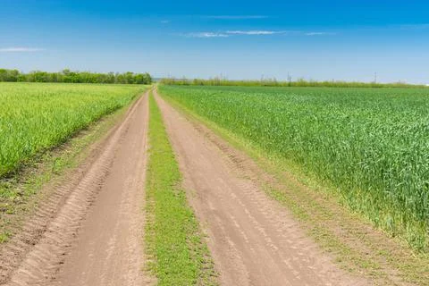 Spring landscape with straight earth road between unripe wheat field Foto stock