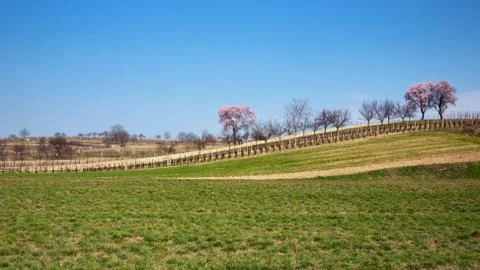 Spring landscape on a sunny day Stock Photos