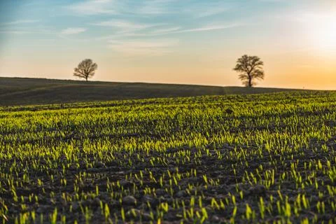 Spring landscape at sunset with fields where wheat is beginning to grow Foto stock