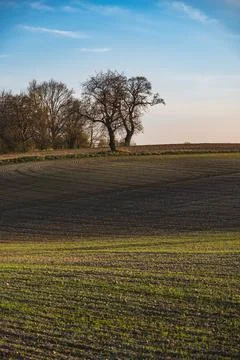 Spring landscape at sunset with fields where wheat is beginning to grow Stock Photos