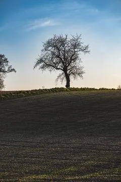 Spring landscape at sunset with fields where wheat is beginning to grow Foto stock