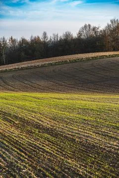 Spring landscape at sunset with fields where wheat is beginning to grow Stock Photos