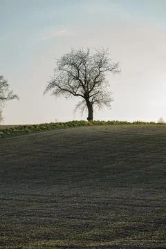 Spring landscape at sunset with fields where wheat is beginning to grow Stock Photos