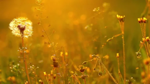 Spring landscape at sunset 库存影片 50523440