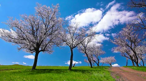Spring landscape. timelapse. 4K. FULL HD, 4096x2304 Stock Footage 36111216