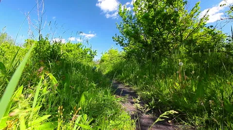 Spring landscape. timelapse. 库存影片 50583051