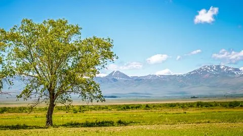 Spring Landscape with Tree and Mountain, Perfect for Backgrounds Stock Photos
