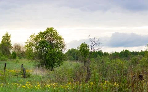 Spring landscape with tree and sky Stock Photos