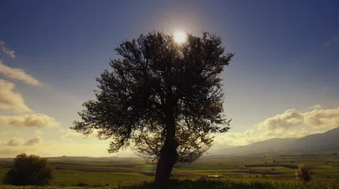 Spring landscape tree on grassy meadow sunny sky and clouds Stock Footage 48971186