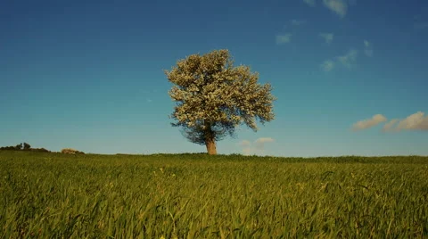 Spring landscape tree on grassy meadow sunny sky and clouds Stock Footage 48972905