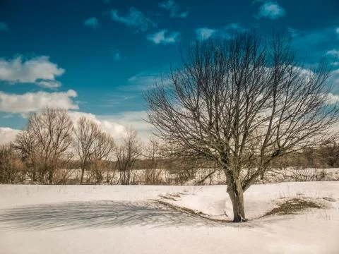 Spring landscape with a tree, shadow and clouds on a Sunny day Stock Photos