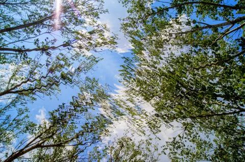 Spring landscape of trees against the sky Stock Photos