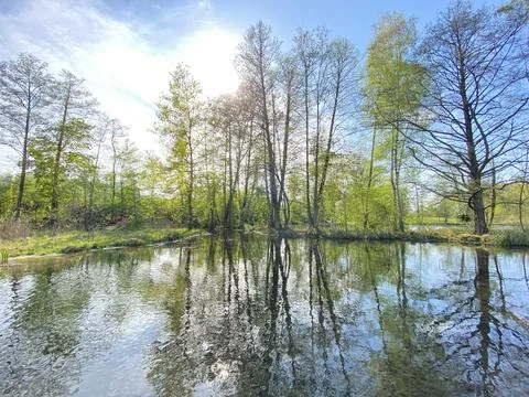 A spring landscape with trees along small lakes or ponds along the Glatt River Stock Photos