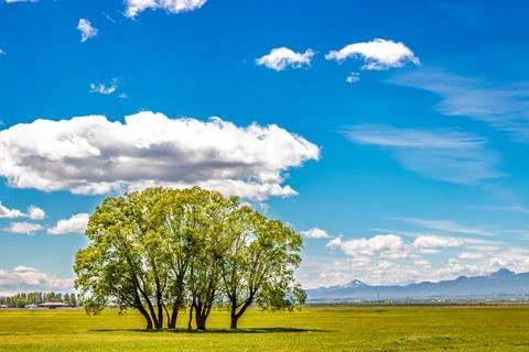 Spring Landscape with Trees and Mountain View Under a Blue Sky Foto stock
