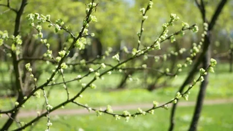 Spring landscape, trees with first leaves. Video stock 242159110