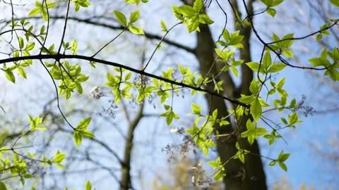 Spring landscape, trees with first leaves. Stock Footage 242159311