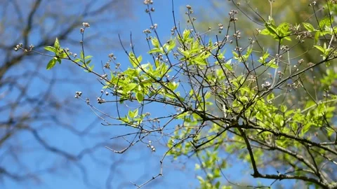 Spring landscape, trees with first leaves. Video stock 242159386