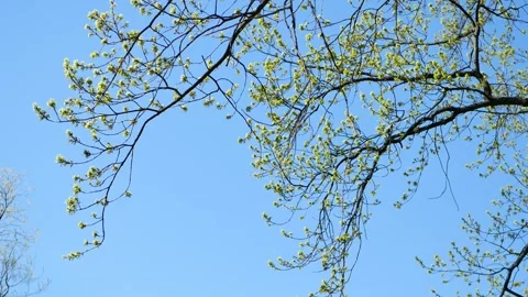 Spring landscape, trees with first leaves. Stock Footage 253074260