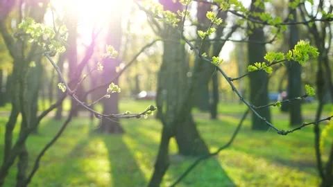 Spring landscape, trees with first leaves. Stock Footage 311025282