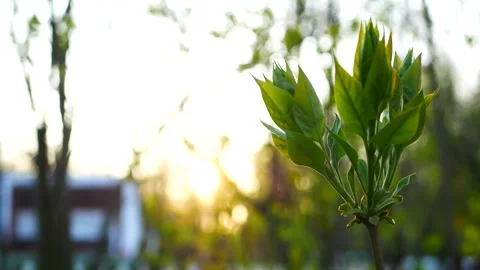 Spring landscape, trees with first leaves. Stock Footage 311025339
