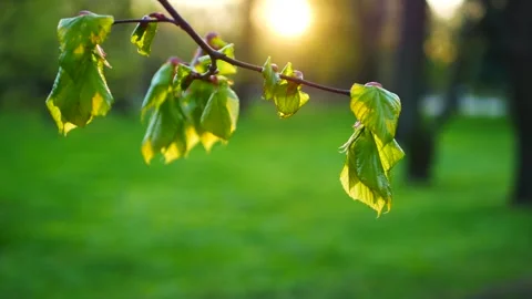 Spring landscape, trees with first leaves. Stockbeeldmateriaal 311025459