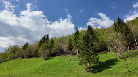 A spring landscape of trees on a hill. Stock Footage 317634017