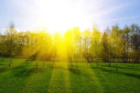 Spring landscape with trees at sunset 스톡 사진