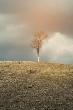 Spring landscape with a view of dead tree on a hill Photos