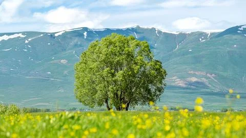 Spring Landscape Wallpaper with Copy Space Erzurum Plain, Turkey Foto stock