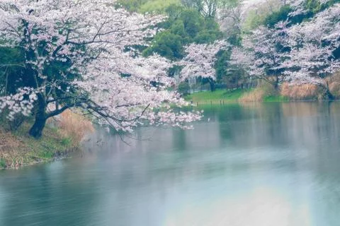 Spring Landscape of White Cherry Blossoms around Pond Stock Photos