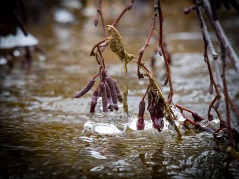 Spring landscape with willow branches Stock Photos