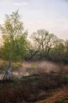 Spring landscape with willow trees on the bank of the river. Stock Photos