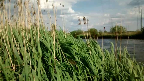 Spring landscape . wind sways reed foliage by the river. Stock Footage 131375063