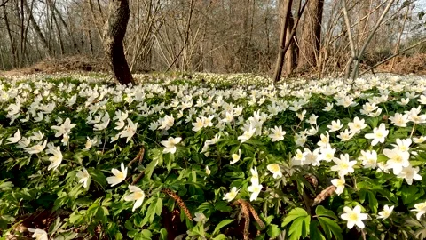 Spring Landscape in the Woods with White Flowers - 5K Stock Footage 200877476