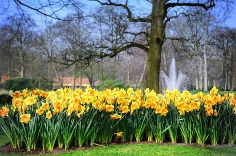 Spring landscape with yellow daffodils Stock Photos