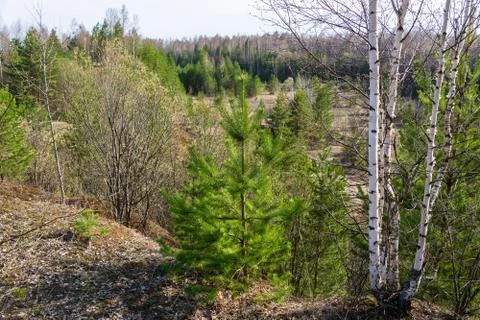 Spring landscape with young birches and small pine. Stock Photos