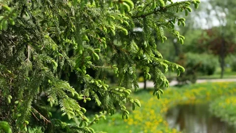 Spring landscape - a young coniferous tree against the background of a park. Video stock 161831782