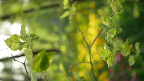 Spring landscape - young leaves on trees in the rays of the setting sun. Stock Footage 216649534