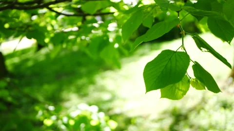 Spring landscape - young leaves on trees. Stock Footage 227093546