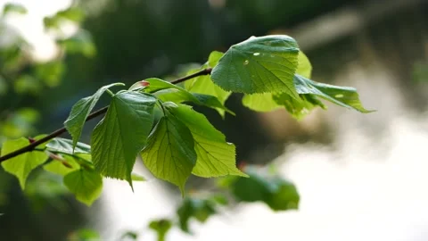 Spring landscape - young leaves on trees. 库存影片 227094161