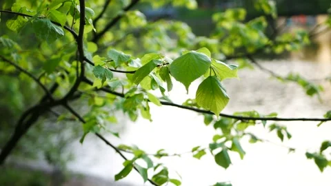 Spring landscape - young leaves on trees. Stock-Footage 227094418