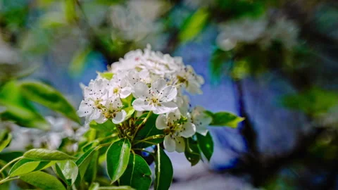 Spring large white pear blossoms with leaves on an artistic blurred bokeh Stock Footage 309122394