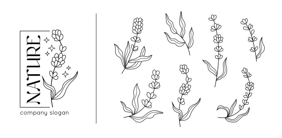 Spring lavender branch, rustic herbs collection. Decoration plant elements for 스톡 일러스트