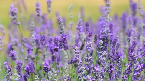Spring lavender flowers under sunlight. Stock Footage 242611829