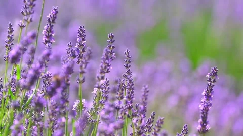 Spring lavender flowers under sunlight. Lilac flowers close up. Stock Footage 246627555