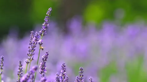 Spring lavender flowers under sunlight. Stock Footage 246629067