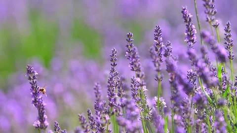 Spring lavender flowers under sunlight. Stock Footage 255124536
