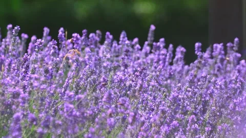 Spring lavender flowers under sunlight. Stock Footage 255124609